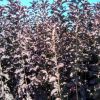 紫葉稠李小苗1.5米以上