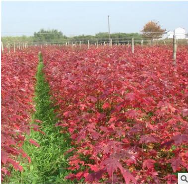 美國紅楓樹苗 日本紅楓 中國紅楓綠化苗木 四季紅楓小苗