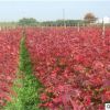 美國紅楓樹苗 日本紅楓 中國紅楓綠化苗木 四季紅楓小苗