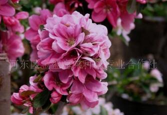 批發(fā)木瓜海棠低價(jià)格 新品種海棠花 海棠苗木