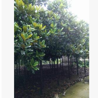 廣玉蘭小苗 苗圃玉蘭小苗 花卉玉蘭種子