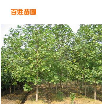 廠家供應 常綠喬木馬褂木 質量可靠