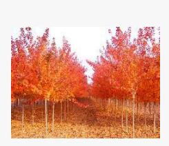 四川美國紅楓