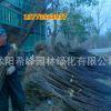 批發園林綠化苗木 木槿樹苗 叢生木槿