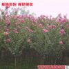 綠化百日紅苗 道路美化用百日紅樹苗 低價批發百日紅苗 實地看苗