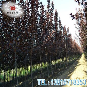 苗圃供應紅葉李樹苗綠化工程苗木行道紫葉李樹規格齊全