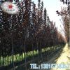 苗圃供應紅葉李樹苗綠化工程苗木行道紫葉李樹規格齊全