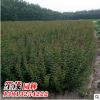 批發紅梅苗 綠鄂梅小苗 基地直銷 工程綠化苗木