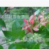 供應(yīng)學(xué)校道路廠房公園綠化苗木 五角楓小苗 規(guī)格齊全