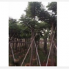 臺(tái)灣欒樹各種規(guī)格大量批發(fā)供應(yīng) 價(jià)優(yōu)！