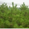 油松、油松價(jià)格、油松求購、山西油松