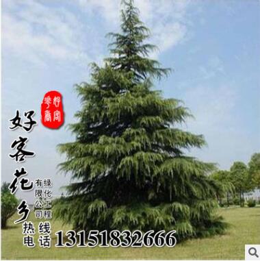 即可雪松種子批發(fā) 園林綠化景觀植物雪松種種子
