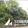 浙江廣玉蘭供應(yīng) 優(yōu)質(zhì)廣玉蘭價格咨詢就找金華廣玉蘭供應(yīng)商