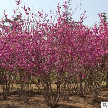 北京苗圃供應苗木花樹 叢生紫荊 送貨上門 可負責栽植