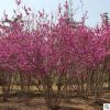北京苗圃供應(yīng)苗木花樹(shù) 叢生紫荊 送貨上門(mén) 可負(fù)責(zé)栽植