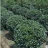 北京苗圃供應(yīng)苗木 大葉黃楊球 送貨上門保成活可負(fù)責(zé)栽植