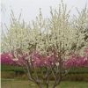 北京苗圃供應(yīng)苗木花樹 白花碧桃