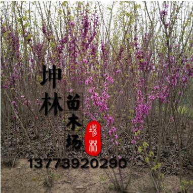 紫荊樹苗批發 貨源足 紫荊樹銷售 量大優惠 紫荊樹價格