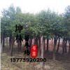 工程苗香樟小苗銷售批發(fā)香樟樹 大小苗齊全3-10公分 香樟樹苗