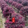 直銷庭院綠化彩色 別名紅花繼木 觀賞植物 規(guī)格齊全 紅花繼木球