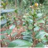 批發綠化茶梅小苗 茶梅球茶梅苗直銷 盆栽帶花苞茶花苗 盆栽觀花