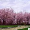 基地批發櫻花樹苗 工程綠化苗木庭院觀花植物重瓣日本櫻花苗