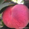 基地供應(yīng)桃樹苗 嫁接桃樹苗 香脆可口映霜紅桃樹苗 金秋紅密桃樹