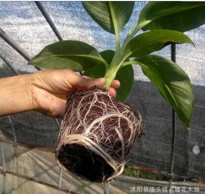 批發(fā)種菜土 營(yíng)養(yǎng)土椰磚 椰土無(wú)土栽培 無(wú)菌椰粉椰磚盆栽種植