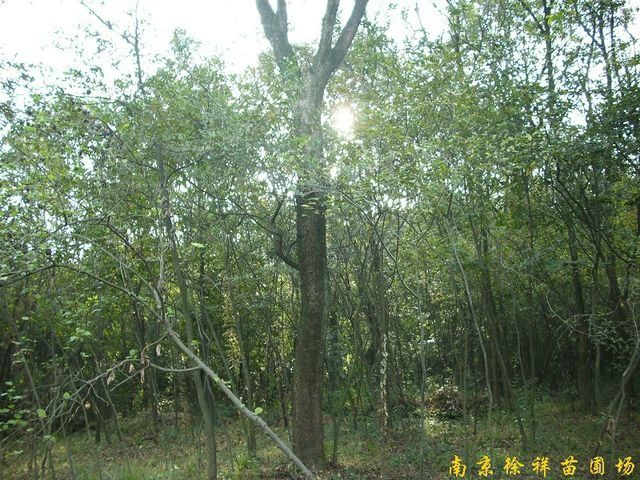 供應樸樹等多種綠化苗木