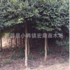 供應大葉冬青苦丁茶苗木 苦丁茶樹苗 10公分綠化苗特價處理