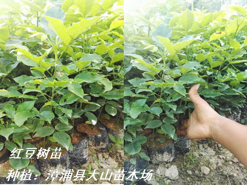 紅豆樹，鄂西紅豆樹，江陰紅豆樹，耐寒，江蘇、浙江、四川、云南種植