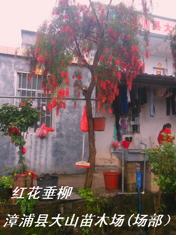 供應紅花垂柳，紅千層，串錢柳綠化苗木