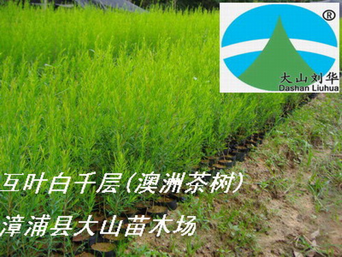 澳洲茶樹苗（互葉白千層，提取茶樹油 Tea Tree Oil