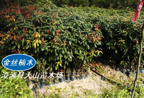 金絲楠木苗（閩楠、小葉楨楠、細葉楠、香楠）