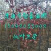 桃葉衛(wèi)矛，金葉衛(wèi)矛，衛(wèi)矛圖片，衛(wèi)矛種子
