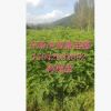 優質苗木刺槐，紫穗槐，大量批發刺槐小苗