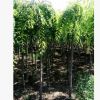 苗木基地直銷王族海棠.光輝海棠.規(guī)格齊全長年批發(fā)