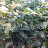 供應(yīng)六角大紅茶花小苗 移植一二年生六角大紅茶花苗 綠化苗木