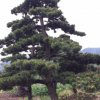 專供各類工程綠化苗木 苗圃栽培苗木 品種繁多 規(guī)格齊全 廠家直銷