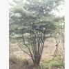 供應山杜英 多桿杜英 叢生杜英 多頭杜英