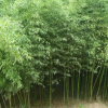 批發竹子苗 青竹 青皮竹子 四季常青 庭院綠化觀賞 綠籬