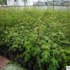 批發(fā)工程苗 綠化苗木 雞爪槭樹苗 雞爪槭小苗 庭院綠化 成活率高