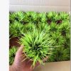 批發(fā)金錢菖蒲【量大優(yōu)惠】黃金姬辦公室茶幾盆栽 日本菖蒲