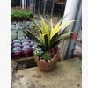 高檔室內(nèi)盆栽 黃金蘭 公室花卉植物花卉 吸收甲醛