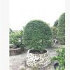 廠家直銷 臺灣紫檀 造型紫檀 球型紫檀 紫檀盆景 臺灣羅漢松