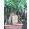 精品 發財樹盆栽 興旺植物 四季常青 象征財源滾滾盆栽小發財樹