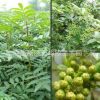 籬笆用花椒小苗 根系發(fā)達(dá) 30-40公分以上花椒小苗基地