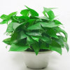 包郵大綠蘿新房室內(nèi)綠植吊蘭花卉綠籮 抗霧霾小盆栽植物水培綠蘿