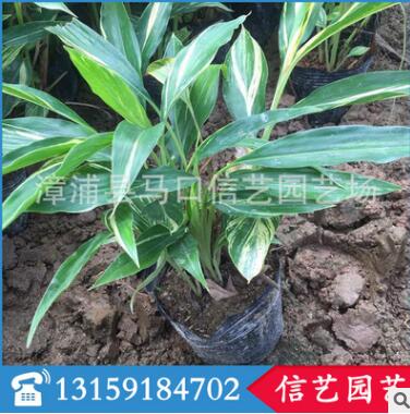 福建優質花葉良姜銷售|花葉良姜價格 花葉良姜批發