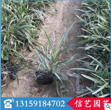 紫葉狼尾草多規格供應 基地直銷 量大從優